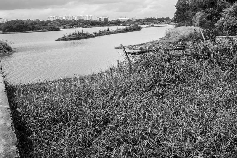 An inlet draining sewage into Hebbal Lake in Bengaluru, Karnataka